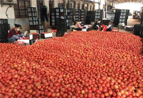 党史学习丨双柏县扎实开展 干部大返乡 党史大宣讲 产业大发展 环境大改善 宣传教育活动